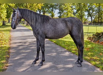 PRE, Yegua, 3 años, 160 cm, Tordillo negro