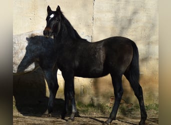 PRE Mestizo, Yegua, 3 años, 160 cm, Tordo