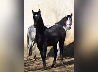 PRE Mestizo, Yegua, 3 años, 160 cm, Tordo