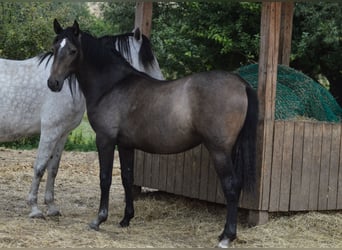 PRE Mestizo, Yegua, 3 años, 160 cm, Tordo