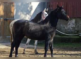 PRE Mestizo, Yegua, 3 años, 160 cm, Tordo