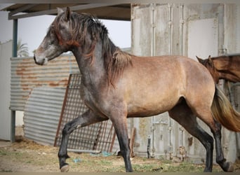 PRE Mestizo, Yegua, 3 años, 160 cm, Tordo