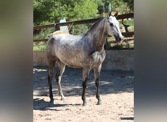 PRE, Yegua, 3 años, 160 cm, Tordo rodado