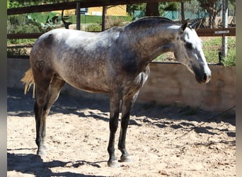 PRE, Yegua, 3 años, 160 cm, Tordo rodado