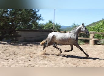 PRE, Yegua, 3 años, 160 cm, Tordo rodado