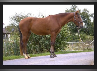 PRE, Yegua, 3 años, 161 cm, Castaño