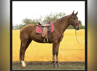 PRE, Yegua, 3 años, 161 cm, Castaño