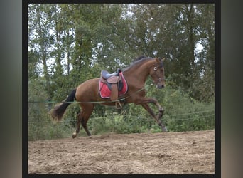 PRE, Yegua, 3 años, 161 cm, Castaño