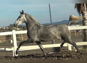 PRE Mestizo, Yegua, 3 años, 161 cm, Tordo