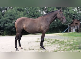 PRE Mestizo, Yegua, 3 años, 162 cm