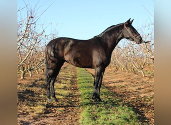 PRE Mestizo, Yegua, 3 años, 162 cm, Negro