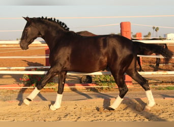 PRE Mestizo, Yegua, 3 años, 162 cm, Negro