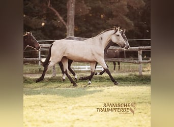 PRE Mestizo, Yegua, 3 años, 163 cm, Buckskin/Bayo