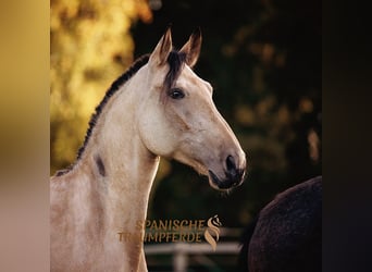 PRE Mestizo, Yegua, 3 años, 163 cm, Buckskin/Bayo