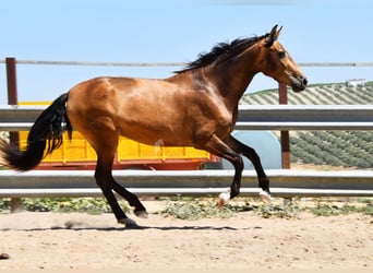 PRE, Yegua, 3 años, 163 cm