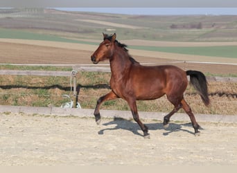 PRE Mestizo, Yegua, 3 años, 163 cm, Castaño