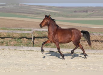 PRE Mestizo, Yegua, 3 años, 163 cm, Castaño