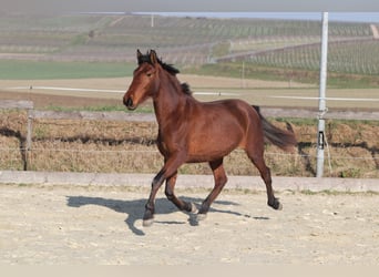 PRE Mestizo, Yegua, 3 años, 163 cm, Castaño
