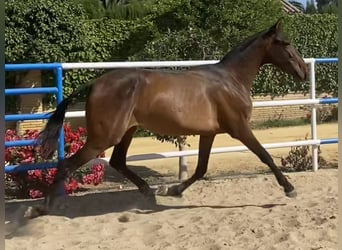 PRE, Yegua, 3 años, 163 cm, Castaño oscuro