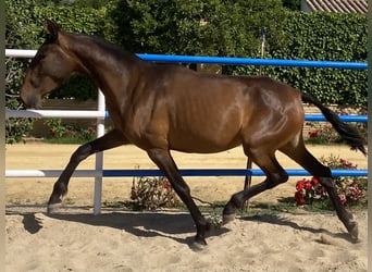 PRE, Yegua, 3 años, 163 cm, Castaño oscuro