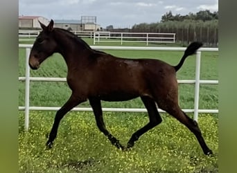 PRE, Yegua, 3 años, 163 cm, Castaño oscuro