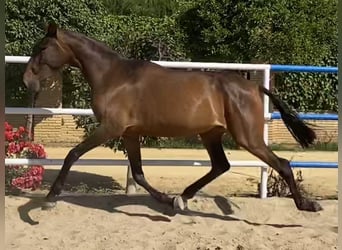 PRE, Yegua, 3 años, 163 cm, Castaño oscuro