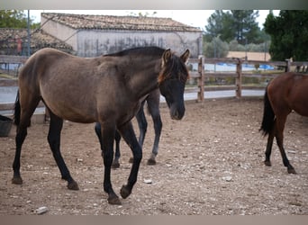 PRE Mestizo, Yegua, 3 años, 163 cm, Negro