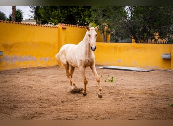 PRE Mestizo, Yegua, 3 años, 163 cm, Palomino