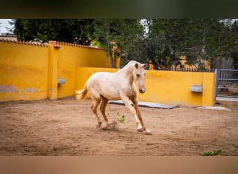 PRE Mestizo, Yegua, 3 años, 163 cm, Palomino