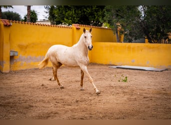 PRE Mestizo, Yegua, 3 años, 163 cm, Palomino