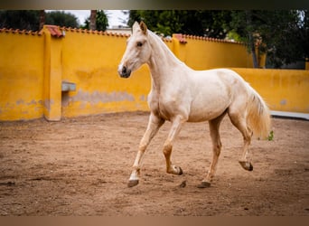 PRE Mestizo, Yegua, 3 años, 163 cm, Palomino