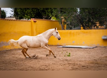 PRE Mestizo, Yegua, 3 años, 163 cm, Palomino