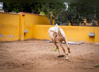 PRE Mestizo, Yegua, 3 años, 163 cm, Palomino