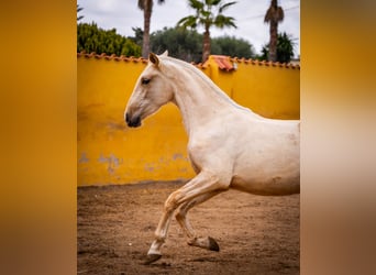 PRE Mestizo, Yegua, 3 años, 163 cm, Palomino
