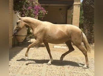 PRE Mestizo, Yegua, 3 años, 163 cm, Palomino