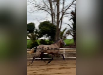 PRE Mestizo, Yegua, 3 años, 163 cm, Tordo