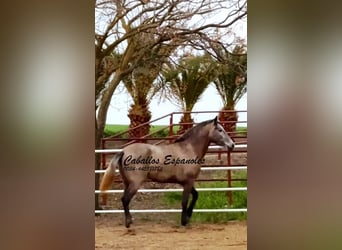 PRE Mestizo, Yegua, 3 años, 163 cm, Tordo