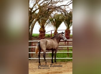 PRE Mestizo, Yegua, 3 años, 163 cm, Tordo