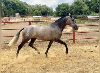 PRE, Yegua, 3 años, 163 cm, Tordo