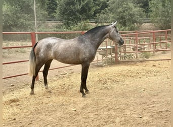 PRE, Yegua, 3 años, 163 cm, Tordo