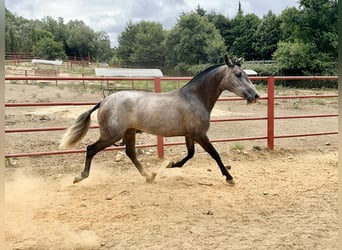 PRE, Yegua, 3 años, 163 cm, Tordo