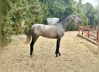 PRE, Yegua, 3 años, 163 cm, Tordo