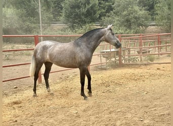 PRE, Yegua, 3 años, 163 cm, Tordo