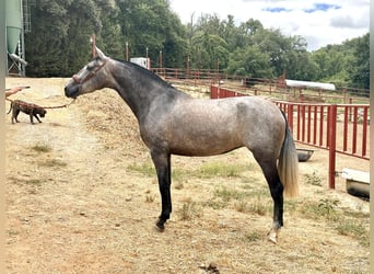 PRE, Yegua, 3 años, 163 cm, Tordo