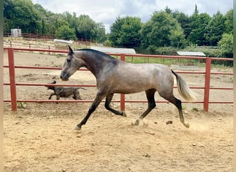 PRE, Yegua, 3 años, 163 cm, Tordo