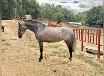 PRE, Yegua, 3 años, 163 cm, Tordo
