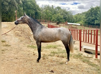 PRE, Yegua, 3 años, 163 cm, Tordo