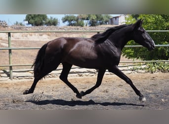 PRE Mestizo, Yegua, 3 años, 164 cm, Negro