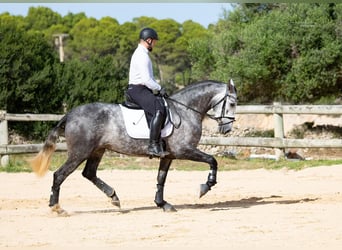 PRE, Yegua, 3 años, 164 cm, Tordo