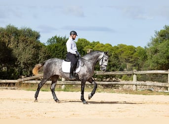 PRE, Yegua, 3 años, 164 cm, Tordo
